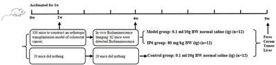 IP6 reduces colorectal cancer metastasis by mediating the interaction of gut microbiota with host genes